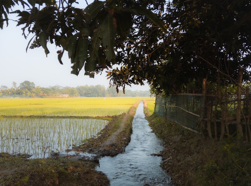 Chandpur İli – Bangladeş fotoğrafı