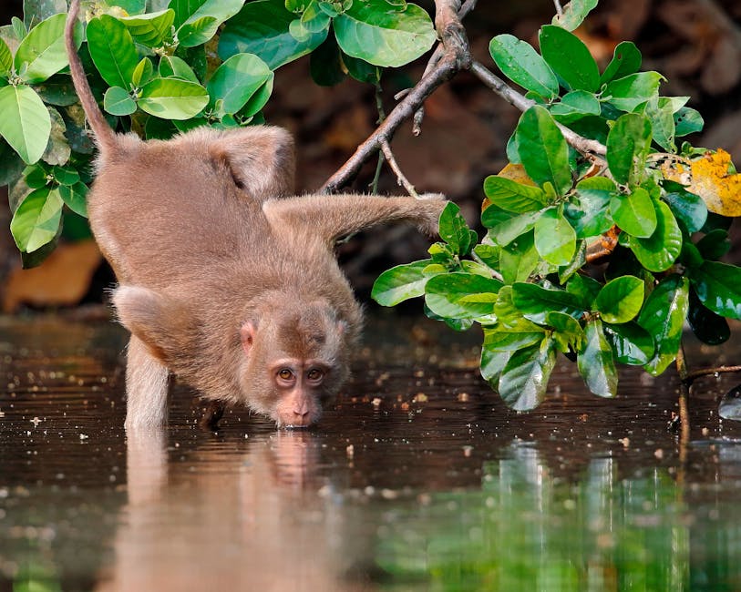Habiganj İli – Bangladeş fotoğrafı