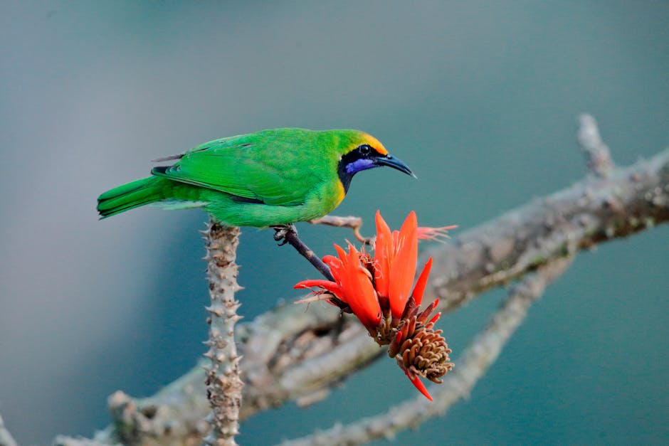 Habiganj İli – Bangladeş fotoğrafı