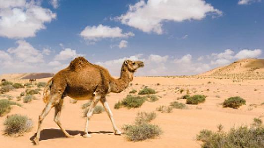 Tan-Tan İli – Fas fotoğrafı