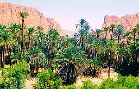 Biskra – Cezayir fotoğrafı
