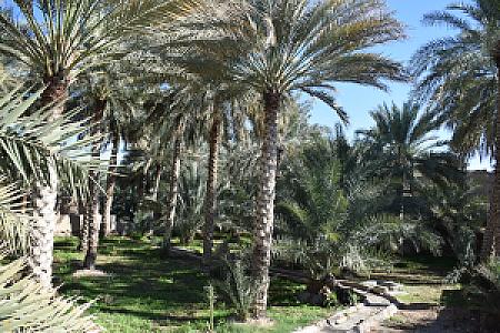 Adam – Umman fotoğrafı