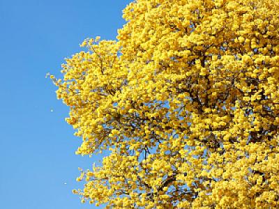 Monagas – Venezuela fotoğrafı