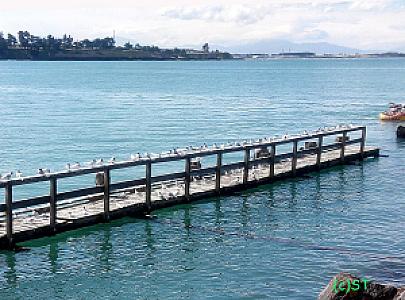 Timaru İlçesi – Yeni Zelanda fotoğrafı