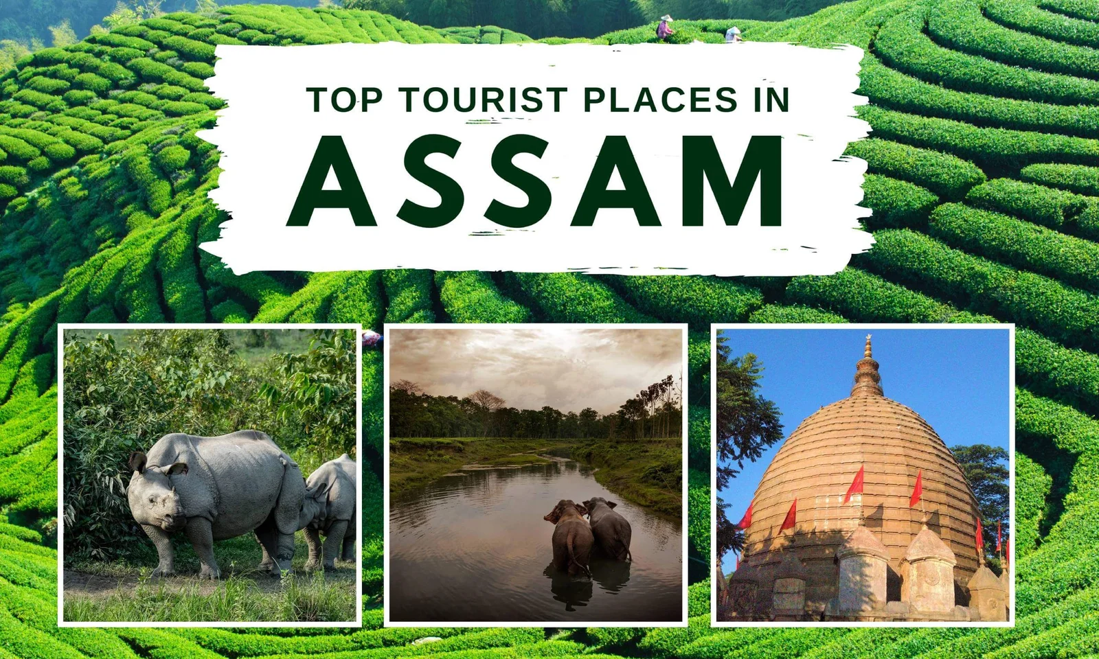 Assam – Hindistan fotoğrafı