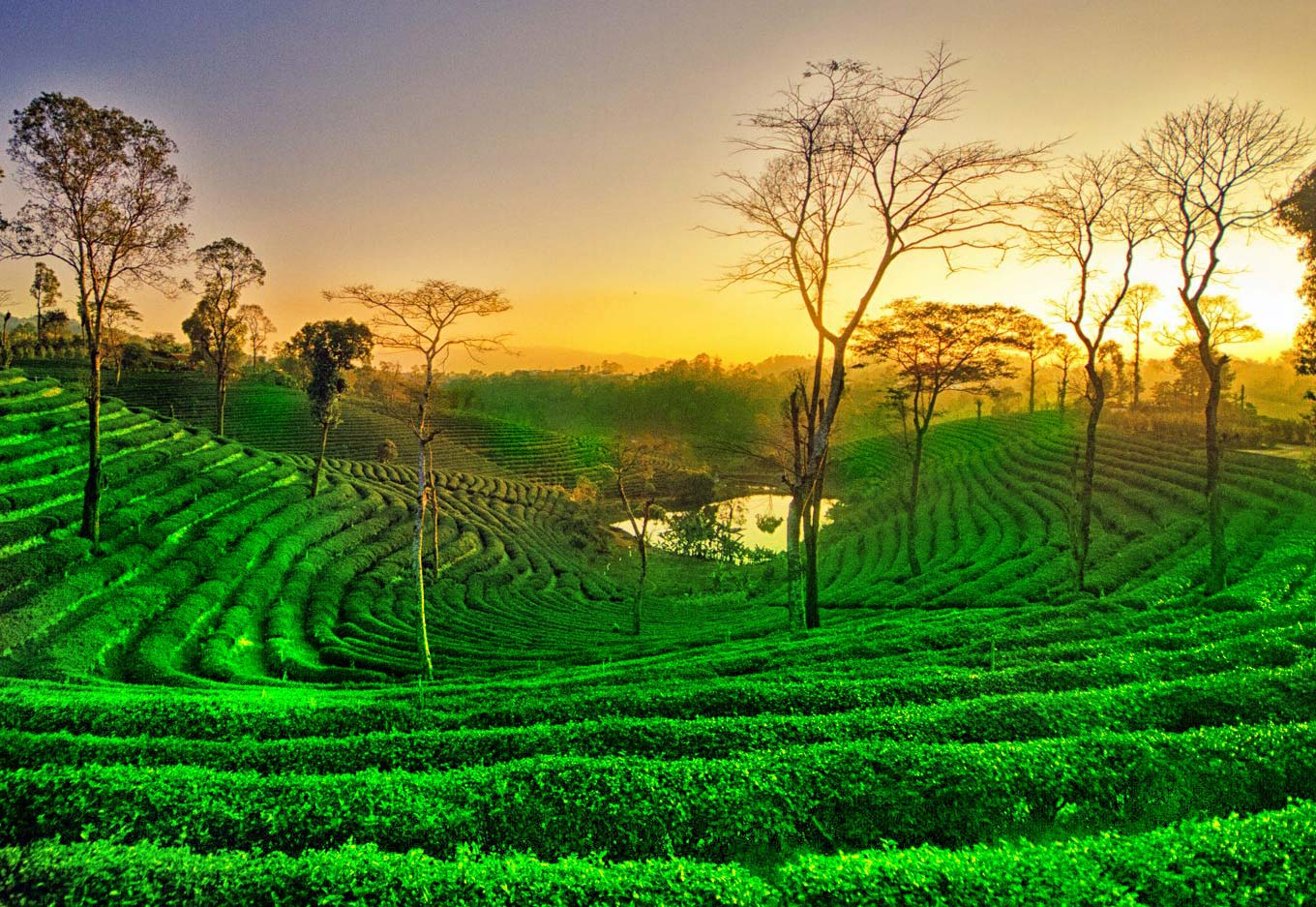 Assam – Hindistan fotoğrafı
