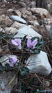 Alacadağ, Antalya fotoğrafı