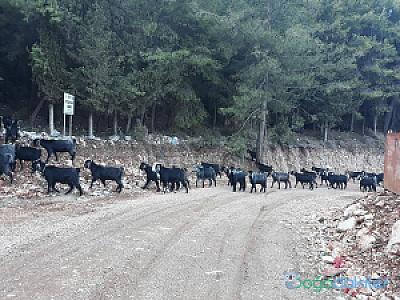 Alacadağ, Antalya fotoğrafı
