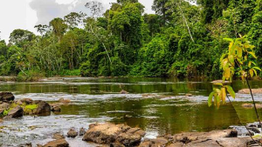 Suriname – ülke fotoğrafı