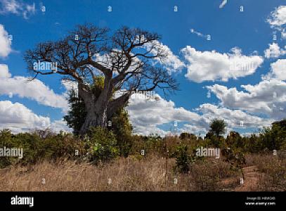 Balaka – Malawi fotoğrafı