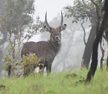 Cankuzo – Burundi fotoğrafı