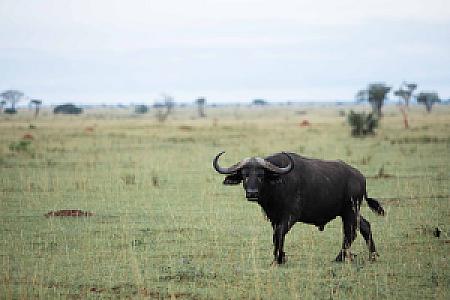 Kamwenge – Uganda fotoğrafı