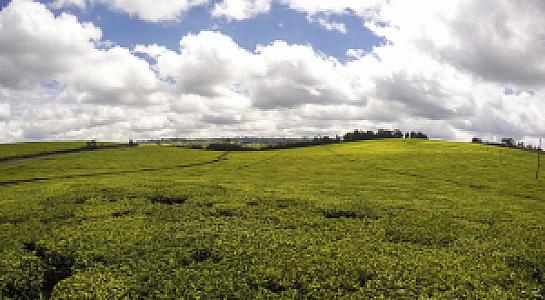 Kiambu – Kenya fotoğrafı