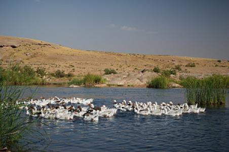 Karbalā’ – Irak fotoğrafı