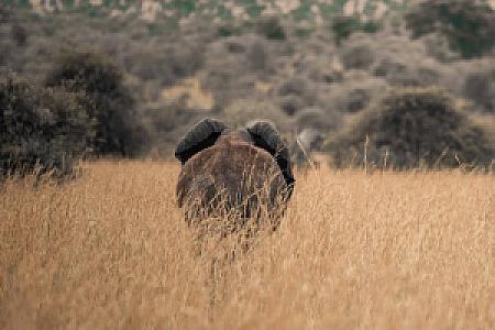 Kapchorwa – Uganda fotoğrafı