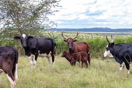 Kiruhura – Uganda fotoğrafı