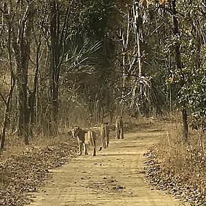 Kolda – Senegal fotoğrafı