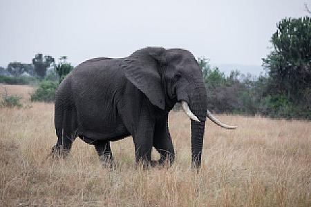 Kyenjojo – Uganda fotoğrafı