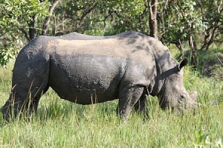 Nakasongola – Uganda fotoğrafı