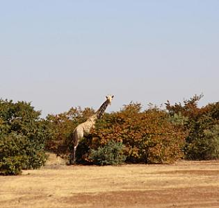 Tillabéri – Niger fotoğrafı