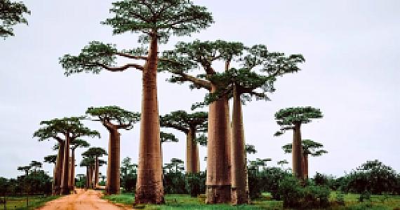 Toliara – Madagascar fotoğrafı