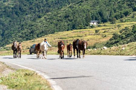 Trashi Yangtse – Bhutan fotoğrafı