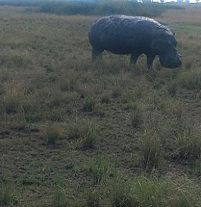 Kasanda – Uganda fotoğrafı