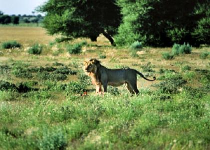 Ghanzi – Botswana fotoğrafı