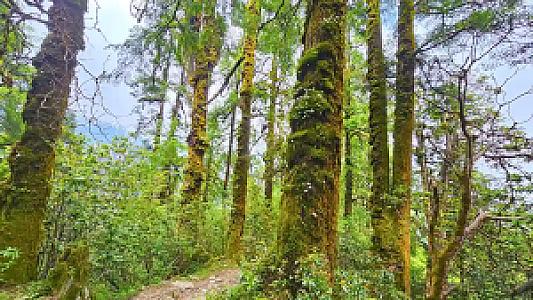 Sırt Yolu, Helambu fotoğrafı