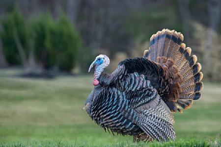 Iniş Patikası, Kumluca fotoğrafı