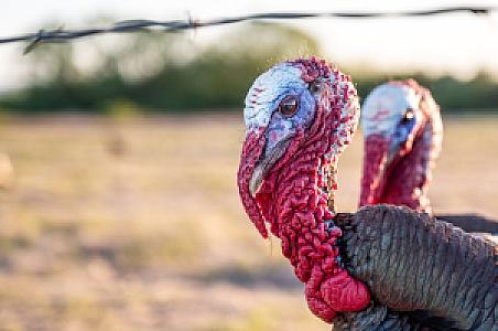 Iniş Patikası, Kumluca fotoğrafı