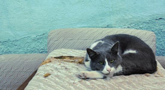 Inis Rotasi Dinlenme Alani, Municipality of Kaisariani fotoğrafı