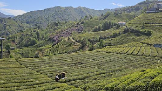Rize Ketenli Orman ve Çay Bahçeleriyle Dolu Orta Zorluk Bisiklet Rota