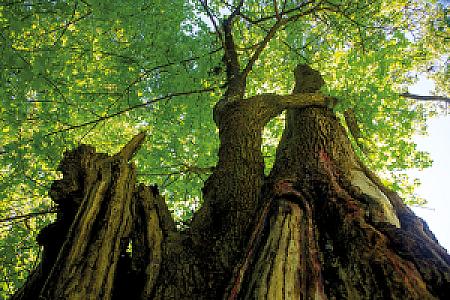 Sığla Ormanı, Muğla fotoğrafı