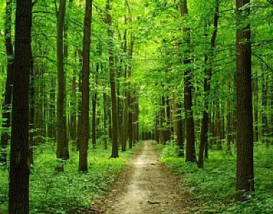 Sığla Ormanı, Muğla fotoğrafı