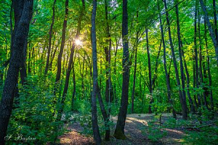 Sığla Ormanı, Muğla fotoğrafı
