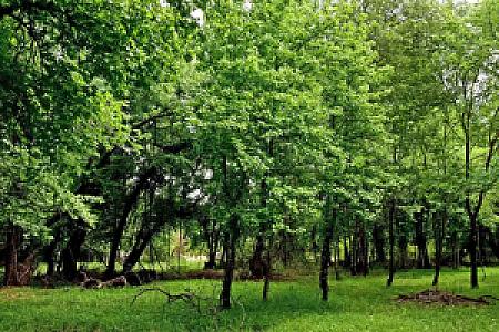 Sığla Ormanı, Muğla fotoğrafı