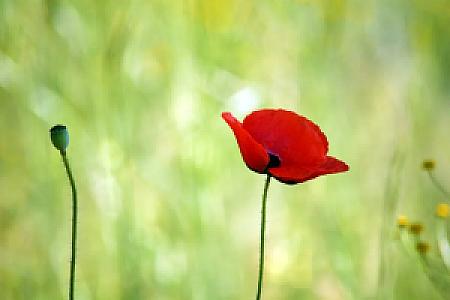 Elmalı Kahvesi, Muğla fotoğrafı