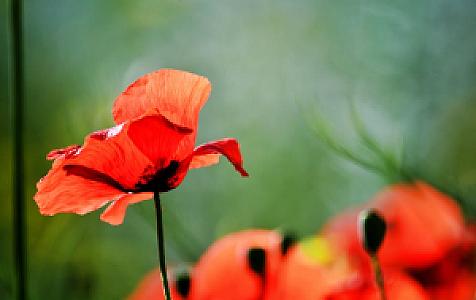 Elmalı Kahvesi, Muğla fotoğrafı