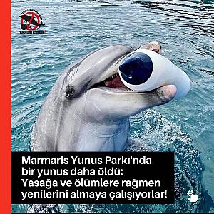 Yunus (Dolphin)