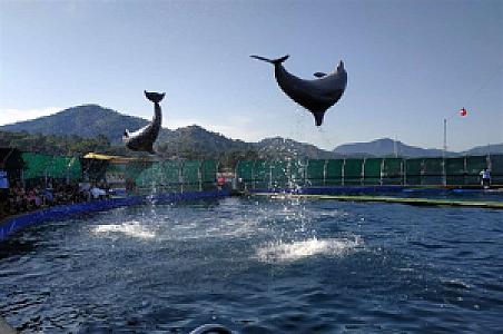 Yunus (Dolphin), Muğla fotoğrafı