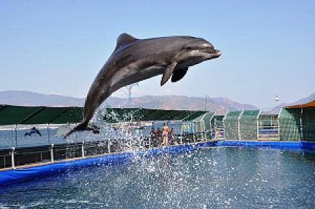 Yunus (Dolphin), Muğla fotoğrafı