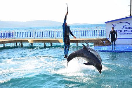 Yunus (Dolphin), Muğla fotoğrafı