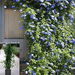 Mavi Yasemin, Muğla fotoğrafı