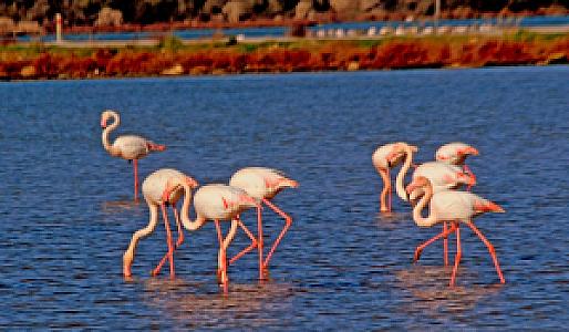 Flamingo, Muğla fotoğrafı