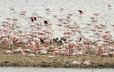 Flamingos House, İzmir fotoğrafı