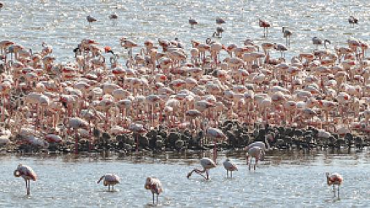 Flamingos House, İzmir fotoğrafı