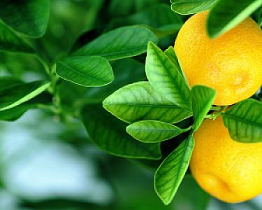 Limon's, Muğla fotoğrafı