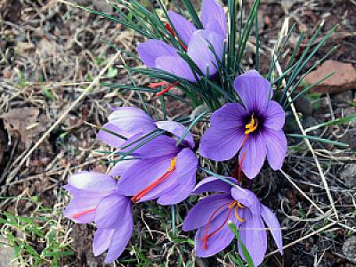 Endeki, Muğla fotoğrafı