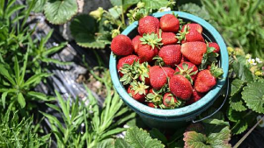 Üreten Çiftçi Çilek Bahçesi, İzmir fotoğrafı